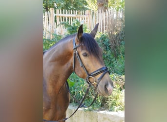 Andalusier, Wallach, 5 Jahre, 160 cm, Falbe