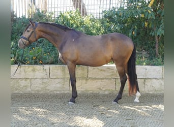 Andalusier, Wallach, 5 Jahre, 160 cm, Falbe