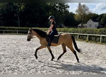 Andalusier, Wallach, 5 Jahre, 160 cm, Falbe