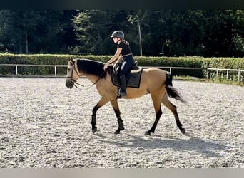 Andalusier, Wallach, 5 Jahre, 160 cm, Falbe