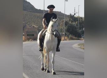 Andalusier Mix, Wallach, 5 Jahre, 160 cm