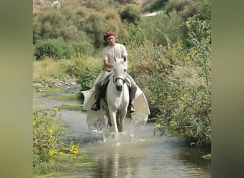 Andalusier Mix, Wallach, 5 Jahre, 160 cm