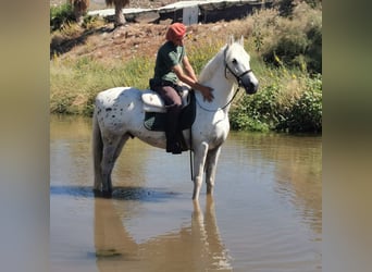 Andalusier Mix, Wallach, 5 Jahre, 160 cm