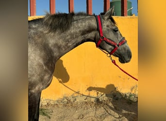 Andalusier, Wallach, 5 Jahre, 160 cm