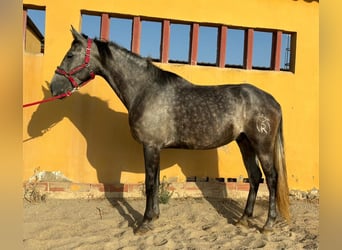 Andalusier, Wallach, 5 Jahre, 160 cm