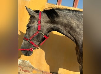 Andalusier, Wallach, 5 Jahre, 160 cm