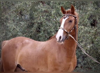 Andalusier, Wallach, 5 Jahre, 160 cm, Fuchs