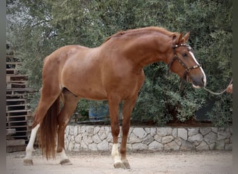 Andalusier, Wallach, 5 Jahre, 160 cm, Fuchs