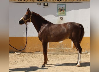 Andalusier, Wallach, 5 Jahre, 160 cm, Fuchs