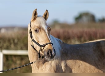 Andalusier, Wallach, 5 Jahre, 160 cm, Palomino