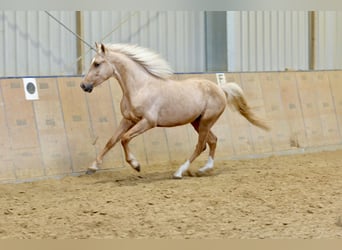 Andalusier, Wallach, 5 Jahre, 160 cm, Palomino