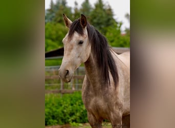 Andalusier, Wallach, 5 Jahre, 160 cm, Rotschimmel