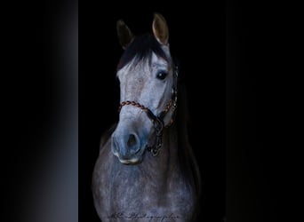 Andalusier, Wallach, 5 Jahre, 160 cm, Rotschimmel