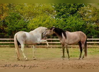 Andalusier, Wallach, 5 Jahre, 160 cm, Rotschimmel