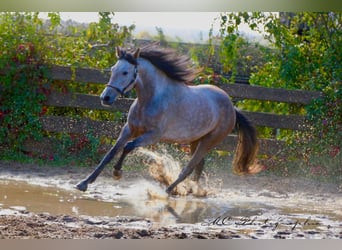 Andalusier, Wallach, 5 Jahre, 160 cm, Rotschimmel