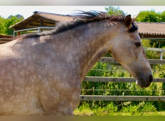 Andalusier, Wallach, 5 Jahre, 160 cm, Rotschimmel