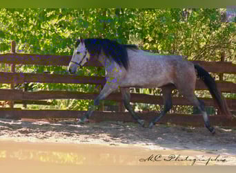 Andalusier, Wallach, 5 Jahre, 160 cm, Rotschimmel