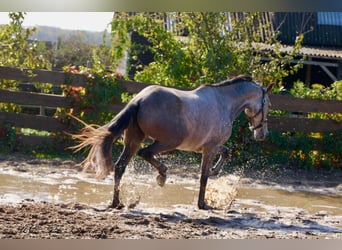 Andalusier, Wallach, 5 Jahre, 160 cm, Rotschimmel