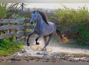 Andalusier, Wallach, 5 Jahre, 160 cm, Rotschimmel