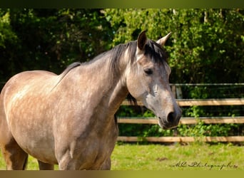 Andalusier, Wallach, 5 Jahre, 160 cm, Rotschimmel
