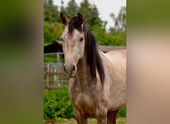Andalusier, Wallach, 5 Jahre, 160 cm, Rotschimmel