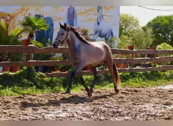 Andalusier, Wallach, 5 Jahre, 160 cm, Rotschimmel