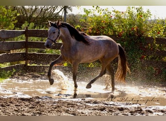 Andalusier, Wallach, 5 Jahre, 160 cm, Rotschimmel
