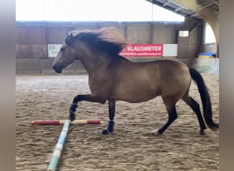 Andalusier, Wallach, 5 Jahre, 161 cm, Buckskin