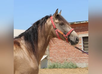 Andalusier, Wallach, 5 Jahre, 161 cm, Buckskin