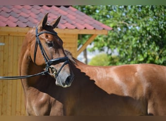 Andalusier, Wallach, 5 Jahre, 161 cm