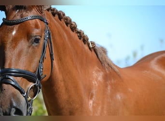 Andalusier, Wallach, 5 Jahre, 161 cm