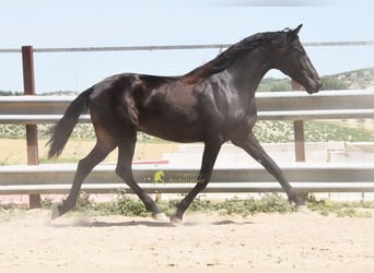 Andalusier, Wallach, 5 Jahre, 161 cm, Falbe