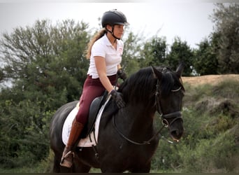 Andalusier, Wallach, 5 Jahre, 161 cm, Rappe