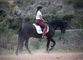 Andalusier, Wallach, 5 Jahre, 161 cm, Rappe