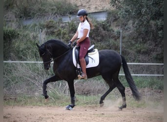 Andalusier, Wallach, 5 Jahre, 161 cm, Rappe