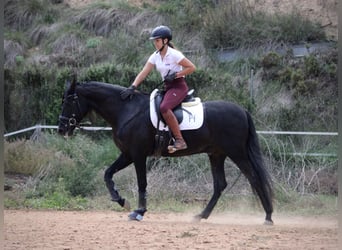 Andalusier, Wallach, 5 Jahre, 161 cm, Rappe