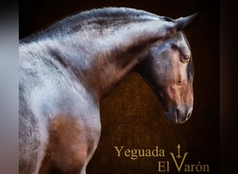 Andalusier, Wallach, 5 Jahre, 162 cm, Dunkelbrauner