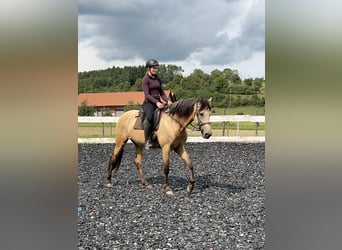 Andalusier, Wallach, 5 Jahre, 162 cm, Falbe