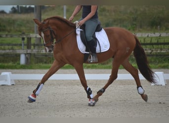 Andalusier, Wallach, 5 Jahre, 162 cm, Fuchs