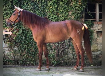 Andalusier, Wallach, 5 Jahre, 162 cm, Fuchs