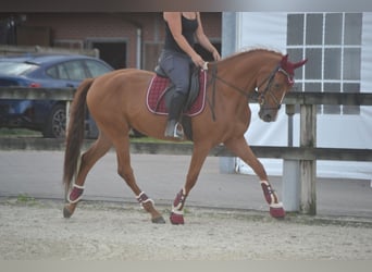 Andalusier, Wallach, 5 Jahre, 162 cm, Fuchs