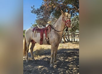 Andalusier, Wallach, 5 Jahre, 162 cm, Perlino