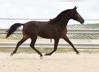 Andalusier, Wallach, 5 Jahre, 163 cm, Falbe
