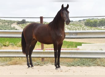 Andalusier, Wallach, 5 Jahre, 163 cm, Falbe