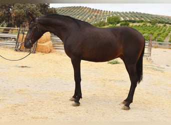 Andalusier, Wallach, 5 Jahre, 163 cm, Falbe