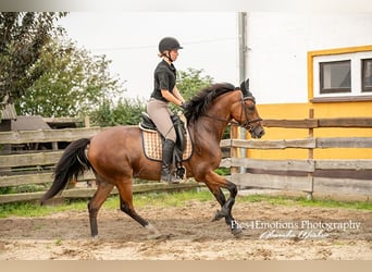 Andalusier Mix, Wallach, 5 Jahre, 163 cm, Hellbrauner