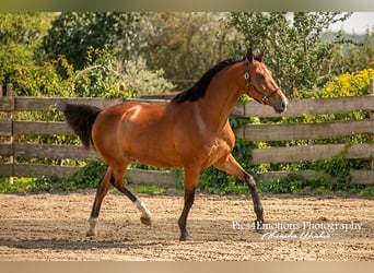 Andalusier Mix, Wallach, 5 Jahre, 163 cm, Hellbrauner