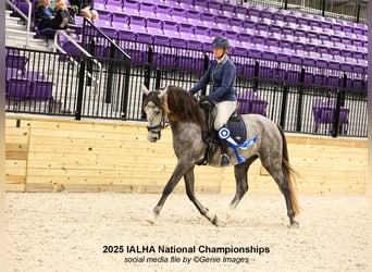 Andalusier, Wallach, 5 Jahre, 163 cm, Schimmel