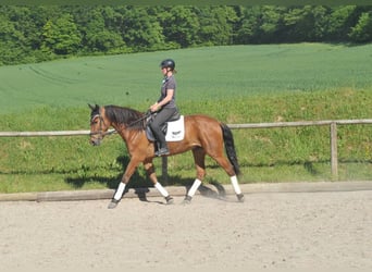 Andalusier, Wallach, 5 Jahre, 164 cm, Brauner