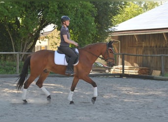 Andalusier, Wallach, 5 Jahre, 164 cm, Brauner